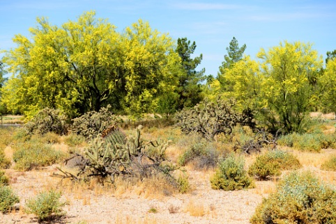 Desert plants trees